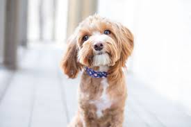 Choosing The Best Wireless Dog Fence For Small Dogs