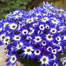 Image result for Pericallis hybrida