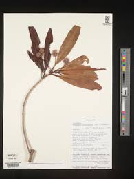 Image result for Breonadia