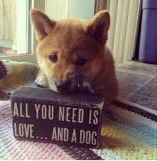 And Another Dog Shiba Inu Dog Quotes Funny Shiba Inu Dog