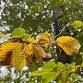 Free Family Wellbeing Event - Autumn colours event in Gravesend