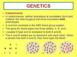 Your dna has the terms like recessive, dominant, codominant, and incomplete dominance all refer to the trait (phenotype). Codomiance In Genetics Refers To Ppt Codominance And Incomplete Dominance Powerpoint Presentation Free Download Id 1967239 Which One Of The Genotypes Shown Above Results In A Phenotype That Were The