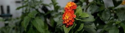 Image result for Lantana angolensis