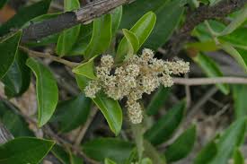 Image result for Embelia ruminata