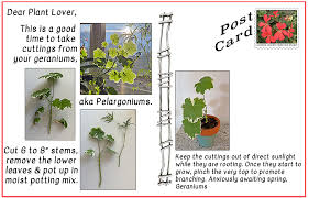 Image result for cuttings of geraniums