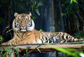 Pictures Of Animals That Live In A Jungle Lovetoknow Animales