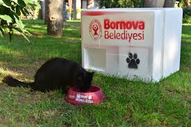 bornova kis aylarinda da can dostlarinin yaninda bornova belediyesi kurumsal web sitesi