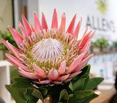 Pin On Wedding Flowers