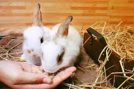 8 Best Rabbit Food Pellets 2020 Updated