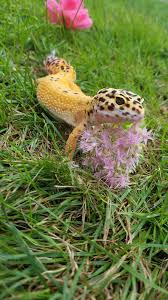Leopard Gecko With Flowers Leopard Gecko Cute Gecko Cute Lizard