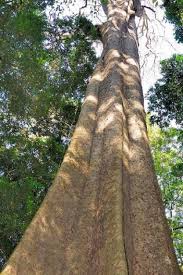 Image result for Cyathea mildbraedii