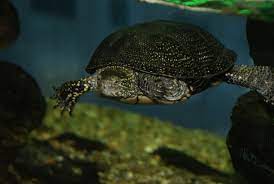 Inainte de a cumpara o broasca testoasa este necesar sa se cunoasca regimul ei alimentar si cateva reguli de intretinere. Broasca Testoasa In Acvariu Venus Hotel Carmen 03 Septembrie 2010 Hotreporter Hotnews Ro