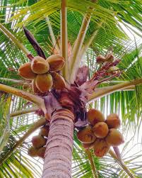 Image result for Cocos