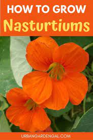 Growing Nasturtiums Is Easy Even For Beginner Gardeners These Beautiful Flowers Are Great For Hanging Ba Nasturtium Pollinator Garden Planting Seeds Outdoors