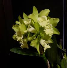 Image result for Hawaiian Orchid 1999 Truck