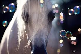 تفسير حلم رؤية الخيل في المنام Beautiful Arabian Horses Beautiful Horses Horses