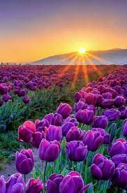 Lila Blumen Auf Einer Schonen Blume Konnen Den Look Komplett Verandern Und Blume Blumen Eine Nature Photography Beautiful Nature Beautiful Landscapes