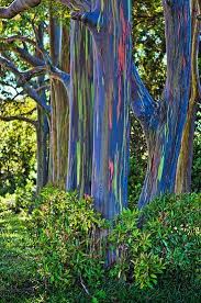 The extraordinary coloured bark of eucalyptus deglupta tree. Maui 24 7 The Rainbow Bark Eucalyptus Tree The Facebook