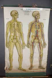 1918 Antique Frohse Nevous System Anatomical Chart Stunning