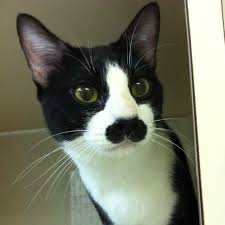 Image result for kitler
