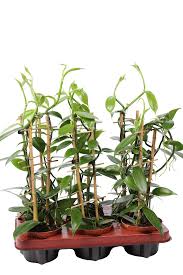 As the sun rises, indian jasmine sambac is harvested before the flower's buds open up. Orchideeen Vanilla Planifolia Florastore