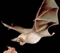 Location is at the university of florida, usa How Do Bats Fly