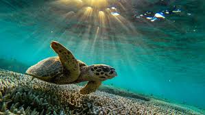 The great barrier reef is an extremely ancient, enormous host of living things, composed of living coral growing on dead coral dating back perhaps as much as twenty million years. Unesco Great Barrier Reef Should Be Listed As In Danger Australia