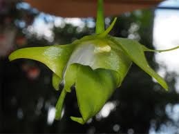 Image result for Aeranthes africana