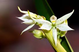 Maybe you would like to learn more about one of these? Amazon Rainforest Flowers Photos Info Thinkjungle Com