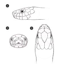 Neck Scales Outlined Snake Drawing Snake Art Animal Drawings
