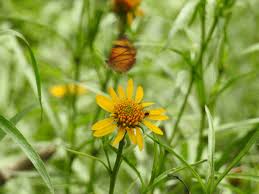 Image result for Pascalia glauca