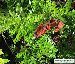 Image result for Tara spinosa