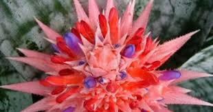 What Plants Live In The Canopy Layer Bromeliads Plants Flowers Perennials