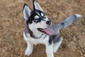 Sakhalin is the chinese breed of husky dogs, and they are also termed as karafuto ken. 7 Tips For Raising Siberian Husky Puppies The Barking Boutique