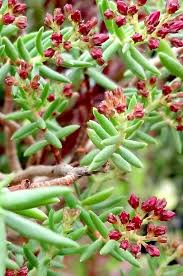 Image result for Crassula sarcocaulis