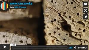 Working with nature the key to a productive garden with minimal pest problems begins with the soil food web. Integrated Contamination Management Icm