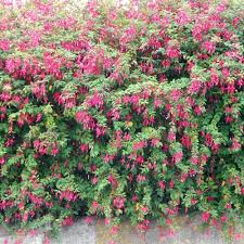 The author has several hardy borders of flowering shrubs at his own home and perhaps gets more pleasure, satisfaction and real value from their product than from anything else in the ornamental line. Hardy Fuchsia Shrubs Fuchsia Magellanica