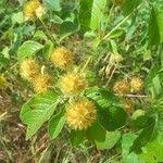 Image result for Cyathula uncinulata