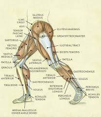 The upper leg is the source of some of the largest muscles inside the body. Upper Leg Tendon Anatomy How To Draw Legs The Adductors Proko Tendons Are Strong Thick Structures That Connect Muscles And Bones To Each Other