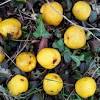 Get the best deal for flowering quince from the largest online selection at ebay.com. Https Encrypted Tbn0 Gstatic Com Images Q Tbn And9gcrndjsvfq9kjbaqecnmkcd Zc02d4 Ojoq3mcvxordlbyqkvof Usqp Cau