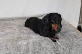 See more ideas about dachshund rescue, dachshund, rescue. 7 Best Dachshund Breeders In Texas 2021 We Love Doodles