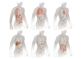 Eltern, kinder, alle können kreuzworträtsel spielen. Anatomie Des Menschen Korperteile Skelett Leber Niere Lunge Magen Und Speiserohre Lizenzfrei Nutzbare Vektorgrafiken Clip Arts Illustrationen Image 62240428