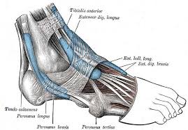 Figure Muscles Tendons And Ligaments Of Statpearls Ncbi Bookshelf