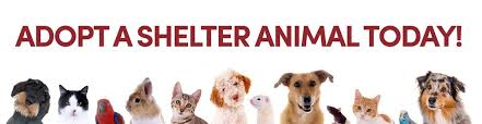 Our pet adoption tool is easy to use and will help you locate cats and dogs for adoption from pet adoption centers in your area. Adopt A Pet Rowan County