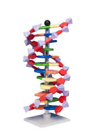 Maybe you would like to learn more about one of these? Dna Model Advanced 12 Layer Molecular Building Kit Molymod Http Www Amazon Co Uk Dp B00601n56o Ref Cm Sw R Pi Dp Qv6zv Dna Model Plant Cell Model Model Kit