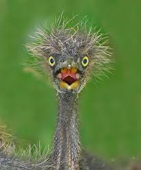 Tropical Bird With Hair On Head Yikes Funny Birds Animals Beautiful Pet Birds