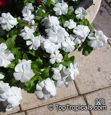 Image result for Catharanthus roseus