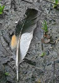 You Flow Like A Feather In A Beautiful World How The Universe Speaks To You Feather Art Feather Photography Birds And The Bees