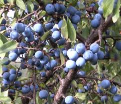 Scritto il 29 ottobre 20152 gennaio 2017 da lucia. Liquore Prugnolino