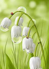 Lily Of The Valley Greeting Card For Sale By Veronica Minozzi In 2020 Lily Of The Valley Beautiful Flowers Flower Painting